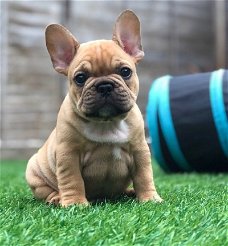 Geregistreerde Franse Bulldog-puppy's