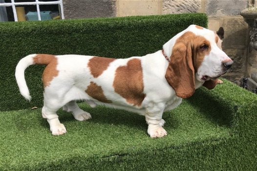 Bassets hondenpups te koop - 1