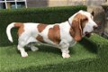 Bassets hondenpups te koop - 1 - Thumbnail