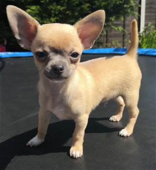 Stamboom Chihuahua Pups Te koop - 1