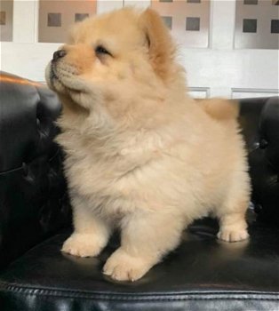 Pure Chow Chow-puppy's - 1