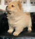 Pure Chow Chow-puppy's - 1 - Thumbnail