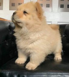 Pure Chow Chow-puppy's