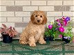 Prachtige Cockapoo Pups voor adoptie - 1 - Thumbnail
