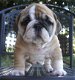 Kc Prachtige Engelse bulldogs klaar - 1 - Thumbnail