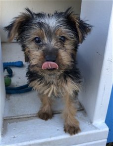 Puppy van Yorkshire Terrier nu beschikbaar