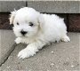 mannelijke en vrouwelijke Maltezer puppy's te koop - 1 - Thumbnail