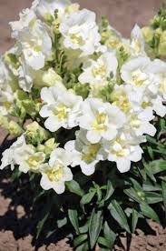 ANTIRRHINUM MAJUS TWINNY WHITE 30 zaden - 1