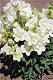 ANTIRRHINUM MAJUS TWINNY WHITE 30 zaden - 1 - Thumbnail