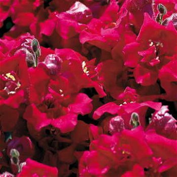 ANTIRRHINUM MAJUS TWINNY VIOLET 30 zaden - 1