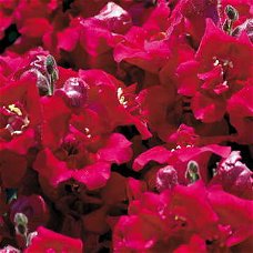 ANTIRRHINUM MAJUS TWINNY VIOLET  30 zaden