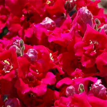 ANTIRRHINUM MAJUS TWINNY VIOLET 30 zaden - 2