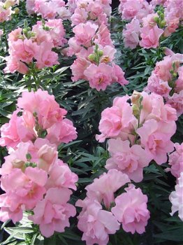 ANTIRRHINUM MAJUS TWINNY ROSE 30 zaden - 1