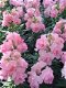 ANTIRRHINUM MAJUS TWINNY ROSE 30 zaden - 1 - Thumbnail