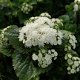 AGERATUM HOUSTONIAMUM ALOHA WHITE 30 zaden - 1 - Thumbnail