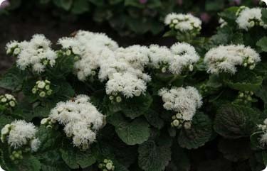 AGERATUM HOUSTONIANUM WHITE CLOUDS 45 zaden - 1