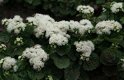 AGERATUM HOUSTONIANUM WHITE CLOUDS 45 zaden - 1 - Thumbnail