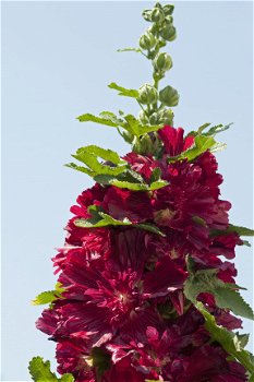 ALCEA ROSEA SPRING CELEBRITY CRIMSON - 1