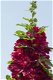 ALCEA ROSEA SPRING CELEBRITY CRIMSON - 1 - Thumbnail