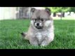 Pomsky pups. - 1 - Thumbnail
