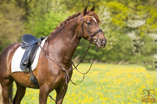 Nieuw Profi-Rider Borsttuig + Afneembare Martingaal Bruin - 3