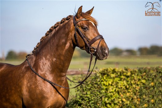 Nieuw Profi-Rider Hoofdstel Bruin (geen Lak) Swarovski Frontriem - 1