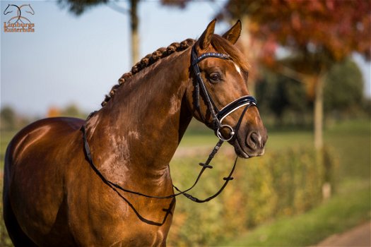 Nieuw Profi-Rider Hoofdstel Lak met Wit onderlegd GGS BL - 1