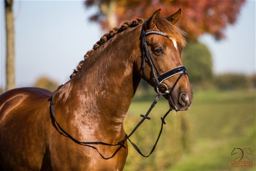 Nieuw Profi-Rider Hoofdstel Lak met Wit onderlegd GGS - 1