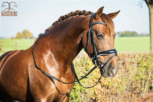 Nieuw Profi-Rider Hoofdstel Lak met Wit onderlegd Anatomisch - 1