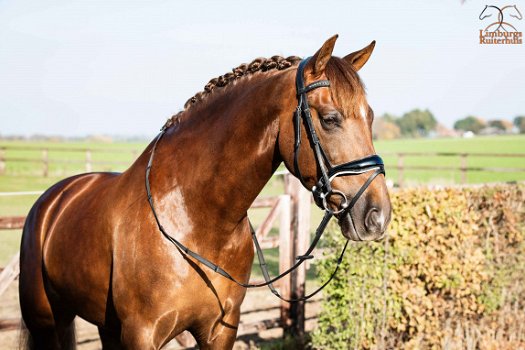 Nieuw Profi-Rider Hoofdstel Lak met Wit onderlegd Anatomisch - 2