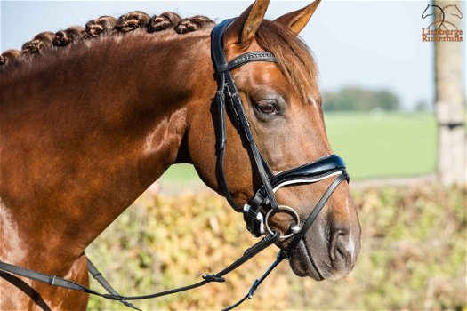 Nieuw Profi-Rider Hoofdstel Lak met Wit onderlegd Anatomisch - 3