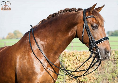 Nieuw Profi-Rider stang en trens Hoofdstel Lak wit onderlegd - 1