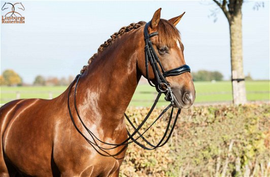 Nieuw Profi-Rider stang en trens Hoofdstel zwart Lak - 2