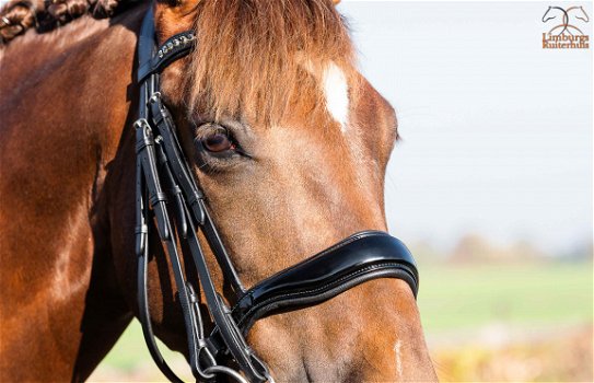 Nieuw Profi-Rider stang en trens Hoofdstel zwart Lak - 3