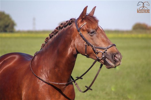 Nieuw Profi-Rider Hoofdstel Revolution Donkerbruin Swarovski - 1