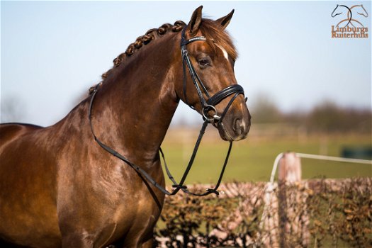 Nieuw Profi-Rider Hoofdstel Zwart (geen lak) Swarovski steentjes - 1