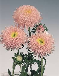 ASTER CHINENSIS STANDAARD LICHT ROZE 50 zaden € 1,00