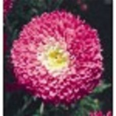 ASTER CHINENSIS STANDY CARMINE & WHITE 50 zaden € 1,00