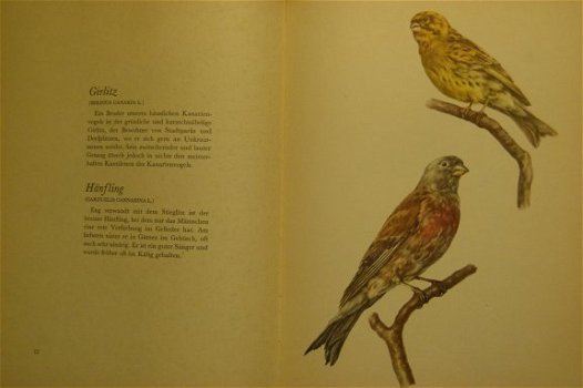 Vögel aus Wald und Flur - 4