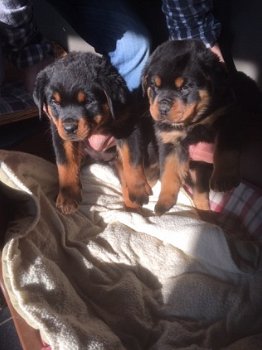 Rottweilerpups meerhof - 1