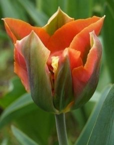 TULPEN - ARTIST maat 12/+ per 10 stuks € 1,35