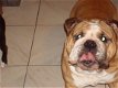 GRATIS pups VAN HOERABLEET IS OPLICHTERIJ OPGEPAST !!!!!!!!!!!!!! - 1 - Thumbnail