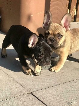 Franse Bulldog Puppies voor adoptie - 1