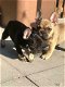 Franse Bulldog Puppies voor adoptie - 1 - Thumbnail