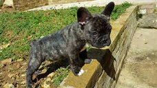 Franse Bulldog Puppies beschikbaar