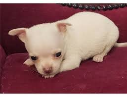 Leuke Chihuahua-puppy - 1
