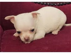 Leuke Chihuahua-puppy
