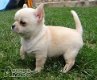 5 chihuahua puppies voor gratis adoptie mis dit niet !!! - 1 - Thumbnail