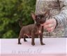Chihuahua Puppies voor adoptie - 1 - Thumbnail