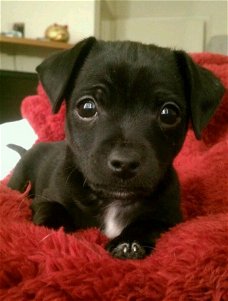Mooie Chihuahua-puppy's